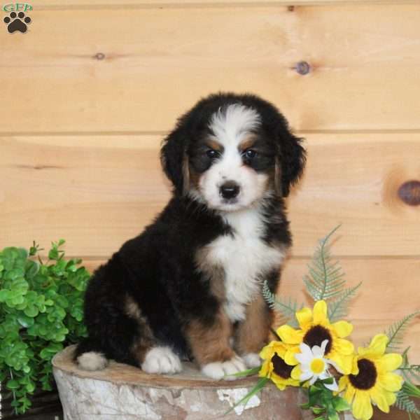 Indian Corn, Bernedoodle Puppy